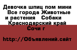 Девочка шпиц пом мини - Все города Животные и растения » Собаки   . Краснодарский край,Сочи г.